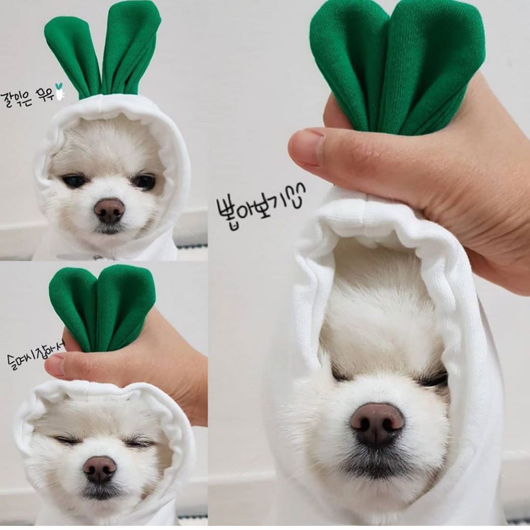 Cute Animal And Fruit Pet Clothes Hoodie