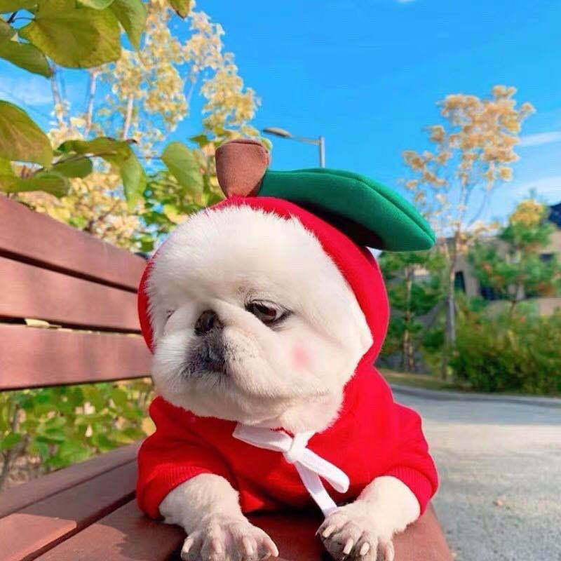 Cute Animal And Fruit Pet Clothes Hoodie