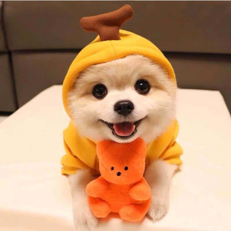 Cute Animal And Fruit Pet Clothes Hoodie