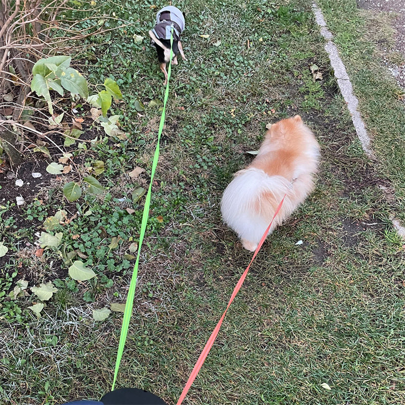 2-in-1 Retractable Dog Leash